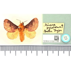 /filer/webapps/moths/media/images/P/pyrosoma_Miresa_LT_BMNH.jpg