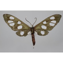 /filer/webapps/moths/media/images/P/procridia_Epitoxis_A_BMNH.jpg
