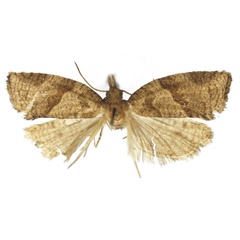 /filer/webapps/moths/media/images/R/ruhuryinius_Cornips_HT_RMCA.jpg