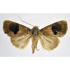 /filer/webapps/moths/media/images/O/oediplaga_Westermannia_A_NHMO.jpg