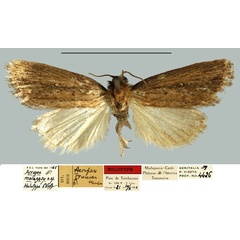 /filer/webapps/moths/media/images/M/malagasy_Acrapex_HT_MNHN.jpg