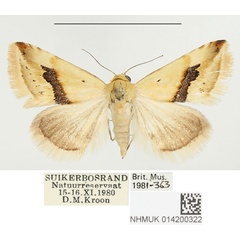 /filer/webapps/moths/media/images/A/angustizona_Eublemma_PTF_BMNH.jpg