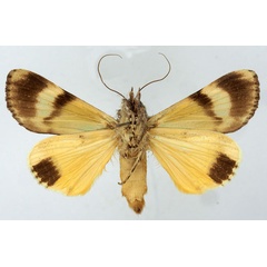 /filer/webapps/moths/media/images/O/ochreipennis_Ulotrichopus_AM_Basquinb.jpg