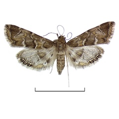 /filer/webapps/moths/media/images/G/grandifuscalis_Eoophyla_HT_BMNH.jpg