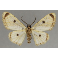/filer/webapps/moths/media/images/R/renimacula_Orbamia_AM_ZSMb.jpg