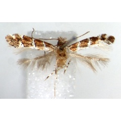 /filer/webapps/moths/media/images/T/tsavensis_Phyllonorycter_HT_RMCA.jpg