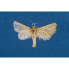/filer/webapps/moths/media/images/A/arcifera_Mountelgonia_AF_Lehmann.jpg