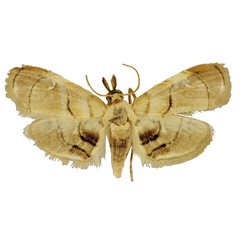 /filer/webapps/moths/media/images/F/foveolatae_Trichophysetis_HT_BMNH.jpg