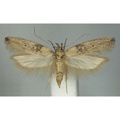 /filer/webapps/moths/media/images/A/agassizi_Scrobipalpa_HT_BMNH.jpg