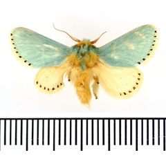 /filer/webapps/moths/media/images/P/postflavida_Coenobasis_AM_BMNH.jpg