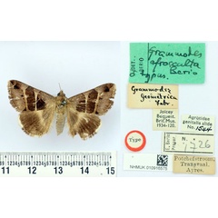 /filer/webapps/moths/media/images/A/afrocculta_Grammodes_HT_BMNH.jpg