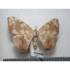 /filer/webapps/moths/media/images/M/maculosata_Epigynopteryx_A_Revell.jpg