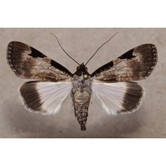 /filer/webapps/moths/media/images/M/melanoplaga_Audea_A_Butler.jpg