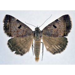 /filer/webapps/moths/media/images/M/melliflua_Plecopterodes_AM_NHMO.jpg
