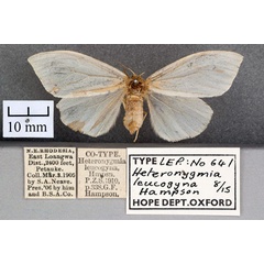 /filer/webapps/moths/media/images/L/leucogyna_Heteronygmia_STF_OUMNH_01.jpg
