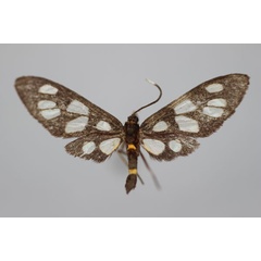 /filer/webapps/moths/media/images/S/stenoptera_Amata_A_BMNH.jpg