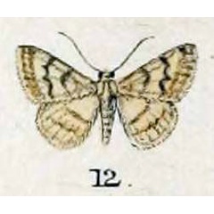 /filer/webapps/moths/media/images/J/jacta_Idaea_HT_Swinhoe_48_12.jpg