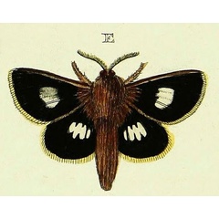 /filer/webapps/moths/media/images/M/montana_Mesocelis_Cramer4_356_E.jpg