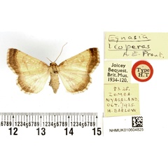 /filer/webapps/moths/media/images/L/lioperas_Egnasia_AF_BMNH.jpg