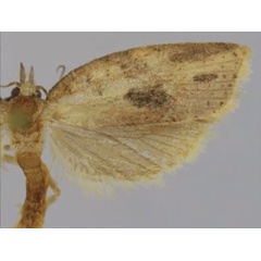 /filer/webapps/moths/media/images/C/chokeana_Thiopeia_HT_Trematerra.jpg