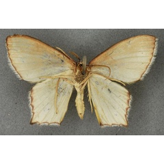/filer/webapps/moths/media/images/C/cowani_Thalera_HT_BMNHb.jpg