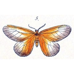 /filer/webapps/moths/media/images/L/levis_Anomoeotes_HT_Felder_1874_100-5.jpg