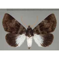 /filer/webapps/moths/media/images/F/flavicornis_Callophisma_AM_Fiebig.jpg