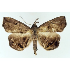 /filer/webapps/moths/media/images/Z/zethesia_Trichopalpina_AM_TMSA_02.jpg