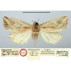/filer/webapps/moths/media/images/O/obliquifascia_Calamistis_HT_BMNH.jpg