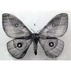 /filer/webapps/moths/media/images/R/reducta_Nudaurelia_STF_Rebel_1917b_6-1.jpg