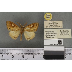 /filer/webapps/moths/media/images/C/chalcoptera_Dasychira_PTM_BMNHa.jpg