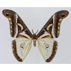 /filer/webapps/moths/media/images/A/albidus_Epiphora_AM_Basquin_01.jpg