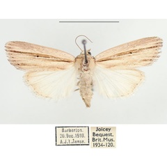 /filer/webapps/moths/media/images/S/sarca_Mythimna_AF_BMNH_02.jpg