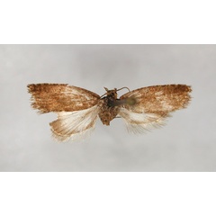 /filer/webapps/moths/media/images/N/nephelopsycha_Endothenia_PLT1_RMCA_01.jpg
