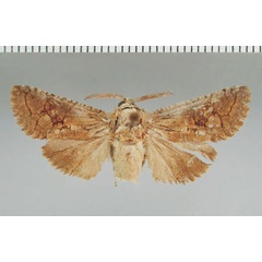 /filer/webapps/moths/media/images/O/orania_Lichtensteinia_HT_TMSA.jpg