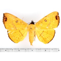 /filer/webapps/moths/media/images/A/aurantiaca_Blasticorhinus_AF_BMNH.jpg