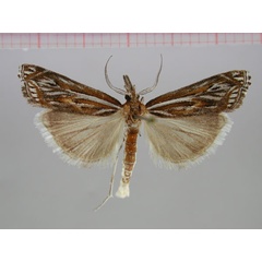 /filer/webapps/moths/media/images/S/splendida_Prionapteryx_PT_ZMHB.jpg