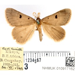 /filer/webapps/moths/media/images/A/atrirena_Leiorhynx_AM_BMNH_01.jpg