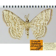 /filer/webapps/moths/media/images/A/altimontana_Scopula_HT_ZSMa.jpg