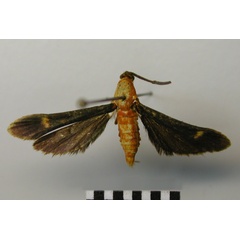 /filer/webapps/moths/media/images/F/flavimacula_Conopsia_AF_TMSA.jpg