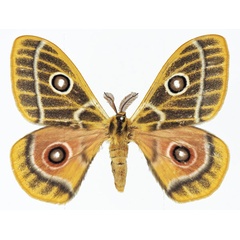/filer/webapps/moths/media/images/Z/zaddachii_Bunaeopsis_AM_Basquina.jpg