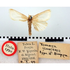 /filer/webapps/moths/media/images/F/flaviceps_Timora_HT_BMNH.jpg