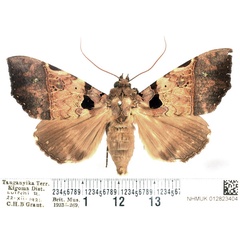 /filer/webapps/moths/media/images/T/trispila_Serrodes_AF_BMNH_01.jpg