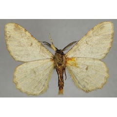 /filer/webapps/moths/media/images/D/divisaria_Colocleora_AM_ZSMb.jpg