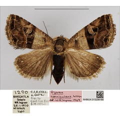 /filer/webapps/moths/media/images/C/corniculans_Ozarba_AF_NHMUK.jpg