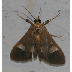 /filer/webapps/moths/media/images/F/flavicepsalis_Ulopeza_A_Jorpeland.jpg
