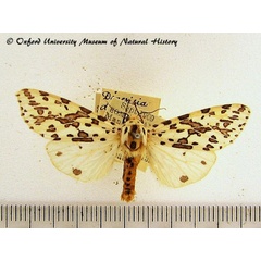 /filer/webapps/moths/media/images/D/diversata_Alpenus_A_OUMNH.jpg