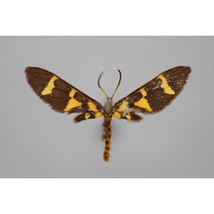 /filer/webapps/moths/media/images/B/bifasciata_Pseudonaclia_A_BMNH_02.jpg