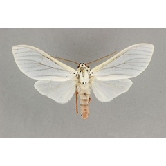 /filer/webapps/moths/media/images/M/mulleri_Amerila_AF_BMNH.jpg