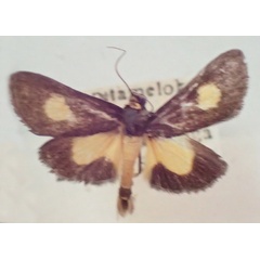 /filer/webapps/moths/media/images/K/kenrickalis_Mabilleodes_A_PZBT.jpg